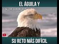 el águila y su proceso de rejuvenecer o morir