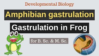 Gastrulation in Amphibians/Frog| Urdu/Hindi| Developmental Biology| MSc/BS Zoology