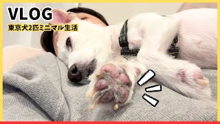 38歳東京暮らしVLOG┊︎ミニマリスト┊︎ジャックラッセルテリア多頭飼い┊︎第472話