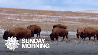 Nature: Bison in Utah