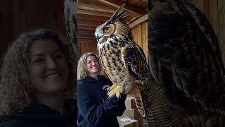 Giant owl #owls #giantanimals