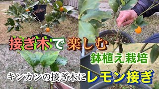 「接ぎ木で楽しむ鉢植え栽培」レモン接ぎ