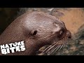 Giant Otter Feeding Frenzy | The Secret Life of the Zoo | Nature Bites