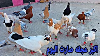 خلطت قطعه فراخ ملحيات وصيد طير صدمنا كلنا وفطم فراخ جداد pigeon hunting