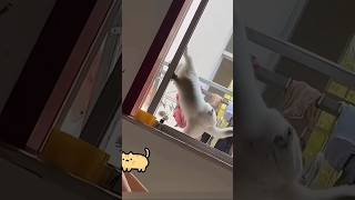 It's so funny that the cat can open the door. 😂 #cute  #catlover  #funnycats #shorts