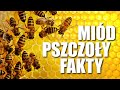 PSZCZOŁY & MIÓD - FAKTY I CIEKAWOSTKI