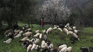 Ελλάδα: Παράταση κατά μία εβδομάδα των περιοριστικών μέτρων για την αντιμετώπιση της πανώλης στα ζώα