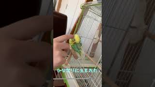 セキセイインコ　ライチ　かきかき