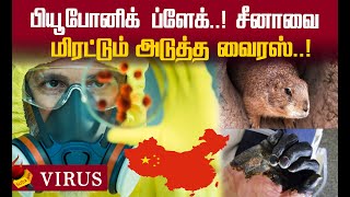 Bubonic Plague :  2020 முடியும்வரை சீனாவில் நோய் எச்சரிக்கை!