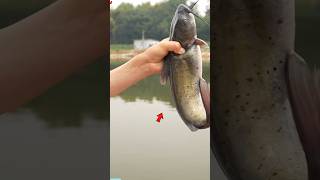 আজকের ধরলাম বোয়াল মাছ 🎣 village fishing vlog #fishing #shorts #youtubeshorts #minivlog #viralvideo