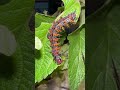 THORNY MONTER CATERPILLAR #shorts