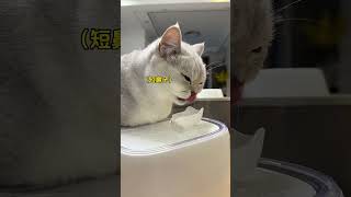 手里三百多的水电分离饮水机不香了呜呜呜#萌宠好物#猫咪自动饮水器#超便宜超划算 #饮水机