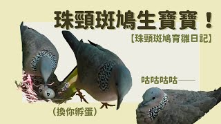 【咕咕和嚕嚕的育雛日記】Ep.01 珠頸斑鳩突如其來的入住？母鳥表演下蛋！