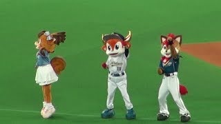 180701 ポリーがＴポーズをしちゃうバファローブルくんも一緒のYMCA