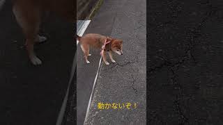 お散歩拒否柴犬、はな。