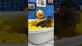Baby Monkey Bim Bim Review bath with duckling #shorts