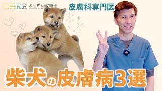 【犬と猫の皮膚科】皮膚科医が教える！大事な犬種別の皮膚病【柴犬編】