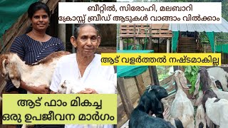 Goat farming in small area|വീടിനോടു ചേർന്ന് ചെറിയ ഒരു ആട് ഫാം|Malabari Goats |Goat farming Kerala