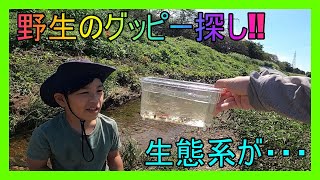 グッピーが大量発生していると言われている温排水で野生のグッピー探し!!