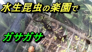 素掘りの水路で水生昆虫を採取する程度の能力。[ガサガサ]