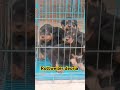 deoria dogs kennel delivery available rottweiler puppy ab deoria city me uttar pradesh 8881985544