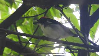 Scarlet-backed Flowerpecker 朱背啄花鸟