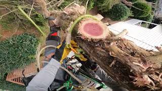 Watch OUT for the AC UNIT! #tree #arboriculture #treeclimbing