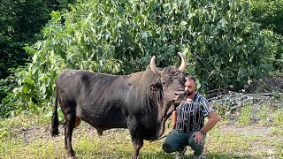 Boğa  Sevgisi  I Boğa aşığı Gökhan'ın  Köydeki  Mutlu  Hayatı I Belgesel Film..