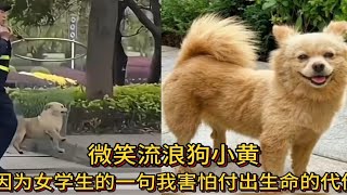 微笑流浪狗小黄：罗威纳犬咬人事件后，因女学生的一句我害怕付出生命代价