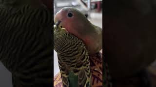 Our Lovely Pets | செல்ல பிராணிகள் | #shorts