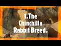 Rabbit Farming : Popular Rabbit Breeds. Rabbit Breeds In Nigeria | Lifetime MD | @simply_m.i