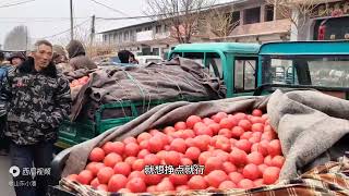 滞销 滞销 滞销河北西红柿疯狂掉价，果农发愁，卖不掉无人问津啊