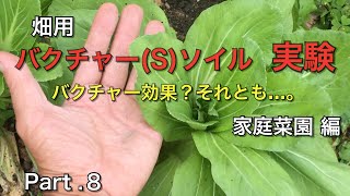 【実験８】バクチャーソイルで家庭菜園 野菜の育ちに差が… 効果がある⁉︎無い⁉︎ 実験動画Part.8