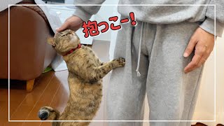 キジトラ猫がパパの元へ飛んでいって甘えた全開の姿がこちらです【4K猫動画】