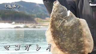 マコガレイが食べたい【後編】