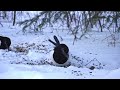 beautiful birds on a bitter winter s day tv for cats and dogs nature sounds