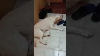 【銀行♪】ママが銀行から帰るのを待つラブラドールレトリーバー。＃Labrador Retriever Lifestyle