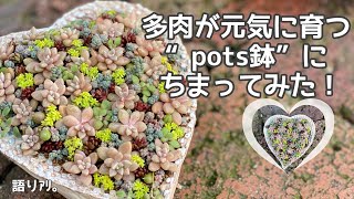 【セダムをちまってみた】多肉の欲しがる鉢 pots鉢