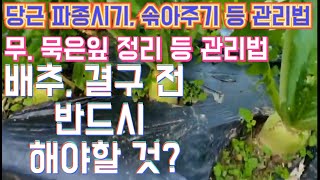 배추 결구 전 반드시  해야할 것? /당근,무,배추 10월 관리/무 아랫잎 황화된 것 어떻게?