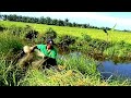 Amazing Video of the Best Net Fishing - Traditional Fishing in the River #menjala #mancing #jaring