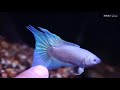 1 农村常见高价值观赏鱼之中国斗鱼 common high value ornamental fish in china