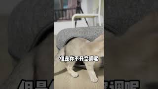 【l两只猫也】养猫是一种什么体验