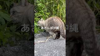 脚を揃えて水を飲むシャムトラ #あさんぽ #散歩 #ねこ #ねこのいる生活 #ねこ動画