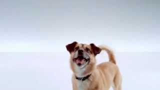 The Shelter Pet Project: :30 TV PSA Arnie