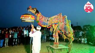 राजस्थानी ऊंट का ऐसा डांस आपने पहले कभी नहीं देखा होगा | New Rajasthani Dj Song 2024 | Camel Dance