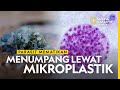 FAKTA MIKROPLASTIK : Parasit Mematikan Menumpang Lewat Mikroplastik