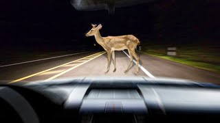 NOOOOOOOO! Suicidal Deer!