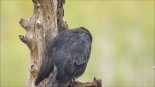 大卷尾  Black Drongo , Taiwan  02/09/2016