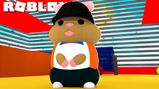 Roblox Hamster Videos 9tubetv -