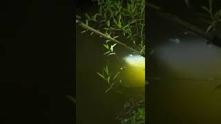 IKAN NILANYA KESETRUM #mancing #fishing #mukbang #alam #ikan #nila